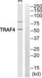 TNF receptor-associated factor 4 antibody, abx015109, Abbexa, Western Blot image 