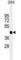 Paired Box 6 antibody, abx025234, Abbexa, Western Blot image 