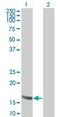 Regulator Of G Protein Signaling 13 antibody, PA5-23111, Invitrogen Antibodies, Western Blot image 