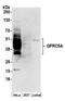 G Protein-Coupled Receptor Class C Group 5 Member A antibody, A304-441A, Bethyl Labs, Western Blot image 