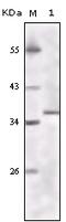 Lysine Acetyltransferase 8 antibody, 32-197, ProSci, Enzyme Linked Immunosorbent Assay image 