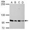 Phosphodiesterase 3A antibody, GTX112305, GeneTex, Western Blot image 