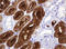 Gamma-Butyrobetaine Hydroxylase 1 antibody, LS-C174501, Lifespan Biosciences, Immunohistochemistry frozen image 