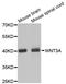 Wnt Family Member 3A antibody, A0642, ABclonal Technology, Western Blot image 