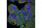 Solute Carrier Family 1 Member 5 antibody, 5345S, Cell Signaling Technology, Immunocytochemistry image 