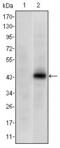 Paired Box 4 antibody, GTX60387, GeneTex, Western Blot image 