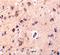 C1q And TNF Related 2 antibody, A16305, Boster Biological Technology, Immunohistochemistry frozen image 