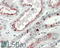 Troponin I1, Slow Skeletal Type antibody, 43-291, ProSci, Western Blot image 