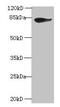 Junction Plakoglobin antibody, CSB-PA12839A0Rb, Cusabio, Western Blot image 