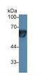 Prolactin Receptor antibody, LS-C374912, Lifespan Biosciences, Western Blot image 