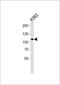 Mindbomb E3 Ubiquitin Protein Ligase 1 antibody, MBS9214706, MyBioSource, Western Blot image 