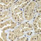 Actin Like 6B antibody, LS-C346230, Lifespan Biosciences, Immunohistochemistry frozen image 