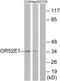 Olfactory Receptor Family 52 Subfamily E Member 1 (Gene/Pseudogene) antibody, GTX86992, GeneTex, Western Blot image 
