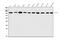 Actin Filament Associated Protein 1 antibody, A05258-3, Boster Biological Technology, Western Blot image 