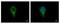 Isocitrate Dehydrogenase (NAD(+)) 3 Alpha antibody, PA5-27992, Invitrogen Antibodies, Immunofluorescence image 