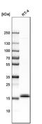 Interleukin 1 Receptor Antagonist antibody, HPA001482, Atlas Antibodies, Western Blot image 