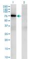 T-Box 21 antibody, H00030009-M09, Novus Biologicals, Western Blot image 