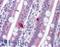 Programmed Cell Death 1 antibody, LS-B1387, Lifespan Biosciences, Immunohistochemistry frozen image 