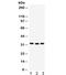 Complement C1q Binding Protein antibody, R32388, NSJ Bioreagents, Western Blot image 