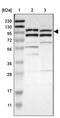 Mitogen-Activated Protein Kinase Kinase Kinase 21 antibody, PA5-52460, Invitrogen Antibodies, Western Blot image 