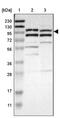 Mitogen-Activated Protein Kinase Kinase Kinase 21 antibody, PA5-52460, Invitrogen Antibodies, Western Blot image 