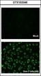 Dengue virus antibody, GTX103346, GeneTex, Immunocytochemistry image 