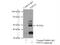 Protein Tyrosine Phosphatase Non-Receptor Type 2 antibody, 11214-1-AP, Proteintech Group, Immunoprecipitation image 