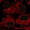 WD Repeat Domain 33 antibody, NBP1-83756, Novus Biologicals, Immunofluorescence image 