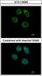 Carbohydrate Sulfotransferase 2 antibody, GTX119099, GeneTex, Immunocytochemistry image 