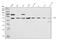Zic Family Member 2 antibody, A03936-2, Boster Biological Technology, Western Blot image 