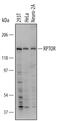 Regulatory Associated Protein Of MTOR Complex 1 antibody, MAB5957, R&D Systems, Western Blot image 