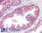 Catenin Alpha 1 antibody, LS-B4457, Lifespan Biosciences, Immunohistochemistry paraffin image 