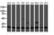 Proteasome Subunit Beta 9 antibody, LS-C173795, Lifespan Biosciences, Western Blot image 