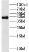 Transcription Factor AP-4 antibody, FNab08621, FineTest, Western Blot image 