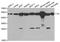 Citrate Synthase antibody, orb178595, Biorbyt, Western Blot image 