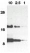 C-C Motif Chemokine Ligand 11 antibody, MBS150450, MyBioSource, Western Blot image 