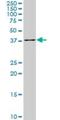 Programmed Cell Death 2 Like antibody, H00084306-M01, Novus Biologicals, Western Blot image 