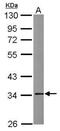 Annexin A5 antibody, PA5-77860, Invitrogen Antibodies, Western Blot image 