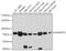 ADAM Metallopeptidase Domain 19 antibody, GTX64665, GeneTex, Western Blot image 