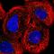 IQ Motif Containing C antibody, HPA028686, Atlas Antibodies, Immunocytochemistry image 