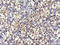 Glutathione S-Transferase Omega 2 antibody, LS-C173612, Lifespan Biosciences, Immunohistochemistry paraffin image 