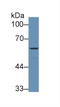 Coagulation factor IX antibody, LS-C294072, Lifespan Biosciences, Western Blot image 