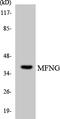 MFNG O-Fucosylpeptide 3-Beta-N-Acetylglucosaminyltransferase antibody, LS-C292176, Lifespan Biosciences, Western Blot image 