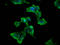 WNK Lysine Deficient Protein Kinase 3 antibody, LS-C682338, Lifespan Biosciences, Immunofluorescence image 