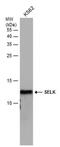 Selenoprotein K antibody, PA5-78549, Invitrogen Antibodies, Western Blot image 