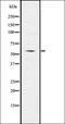 Immune-responsive gene 1 protein antibody, orb336781, Biorbyt, Western Blot image 