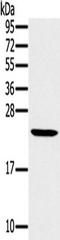 Mediator Complex Subunit 22 antibody, TA350465, Origene, Western Blot image 