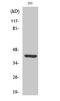 Ethanolamine kinase 2 antibody, GTX34369, GeneTex, Western Blot image 