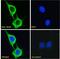 Dscr1 antibody, 43-007, ProSci, Western Blot image 