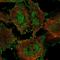 SIN3 Transcription Regulator Family Member B antibody, HPA050329, Atlas Antibodies, Immunofluorescence image 
